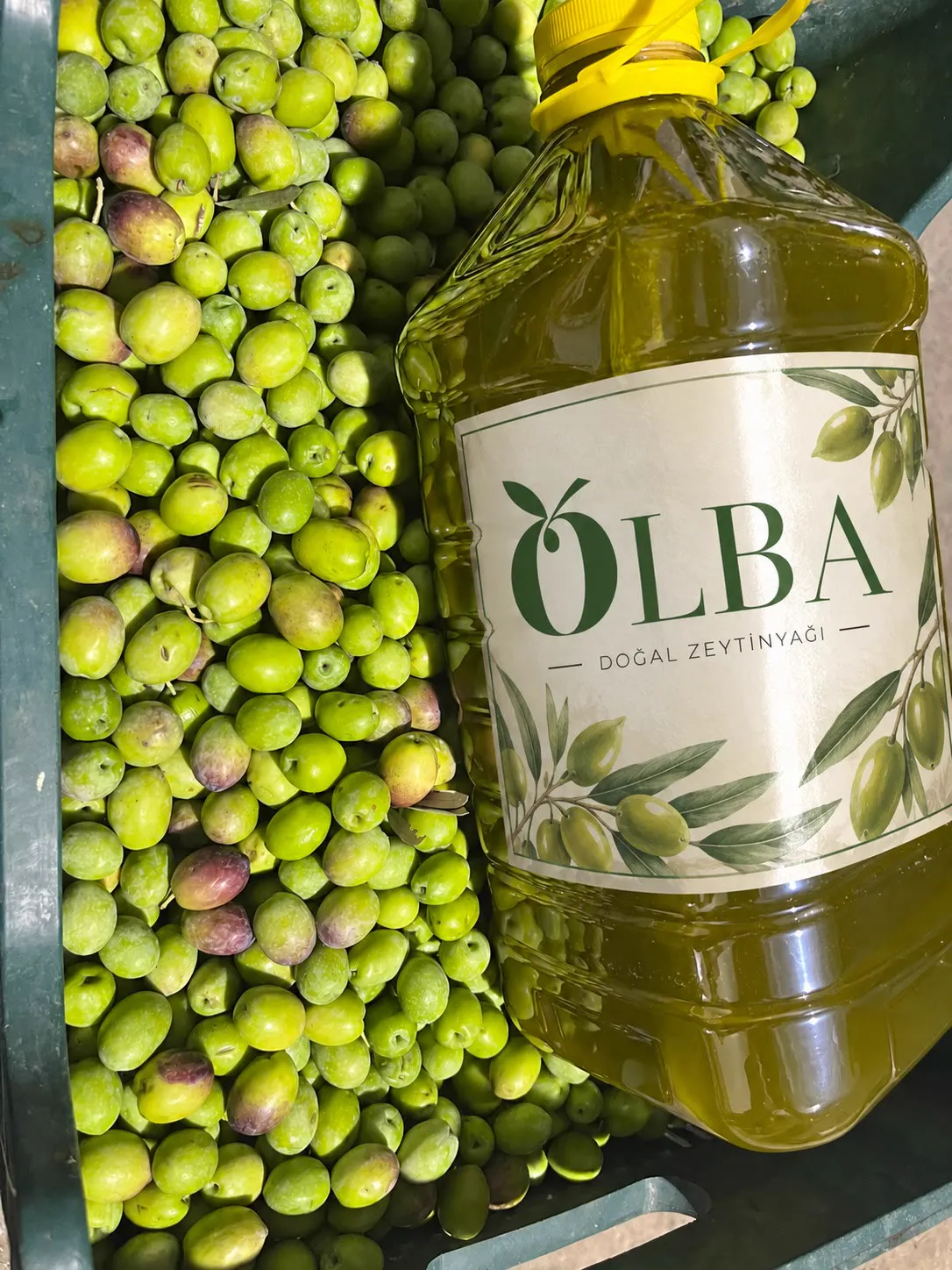 Olba 5 Liter zwischen frischen Oliven